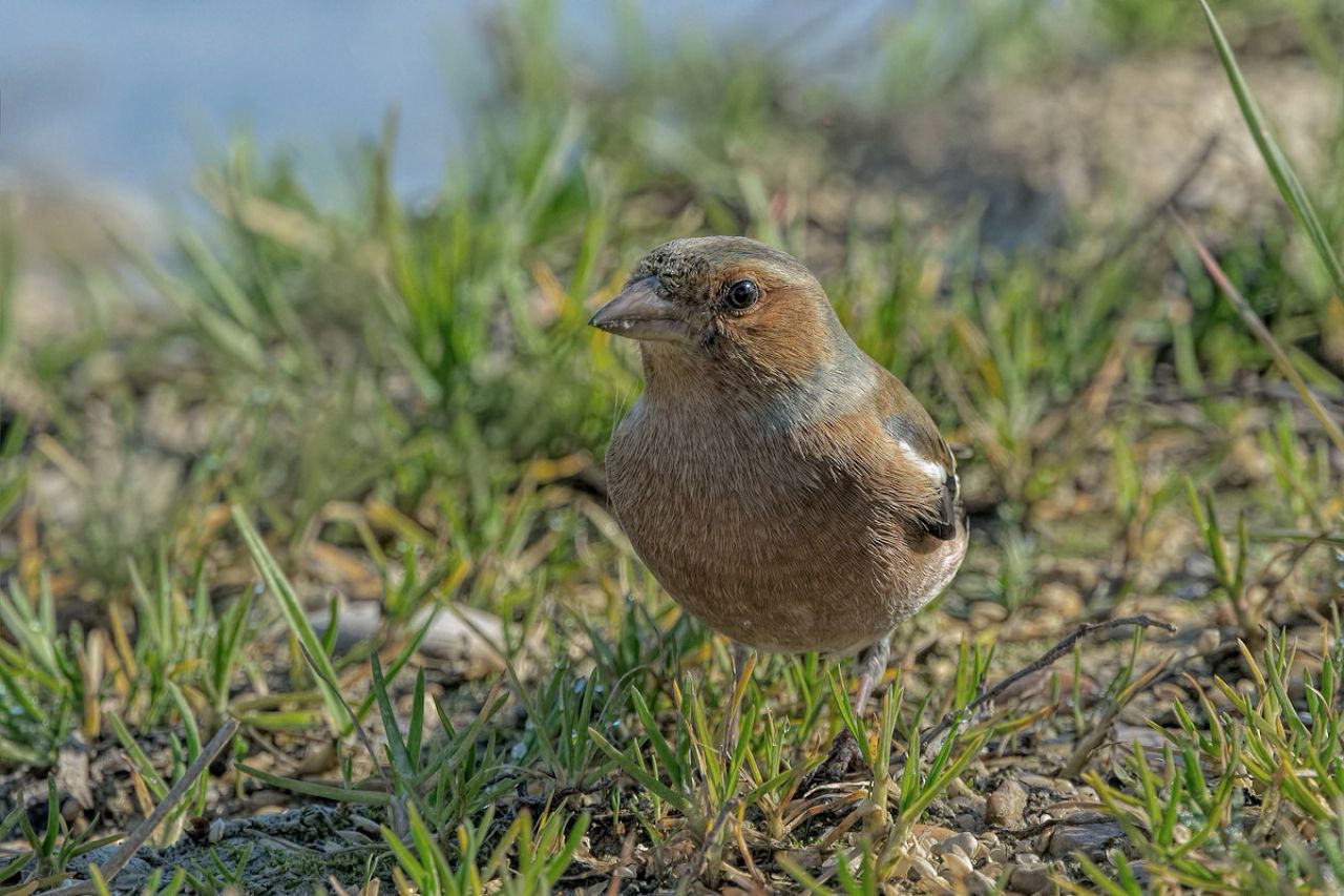 Fringuello (Fringilla coelebs)